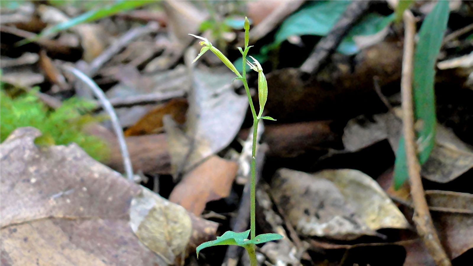 Green Elf Orchid