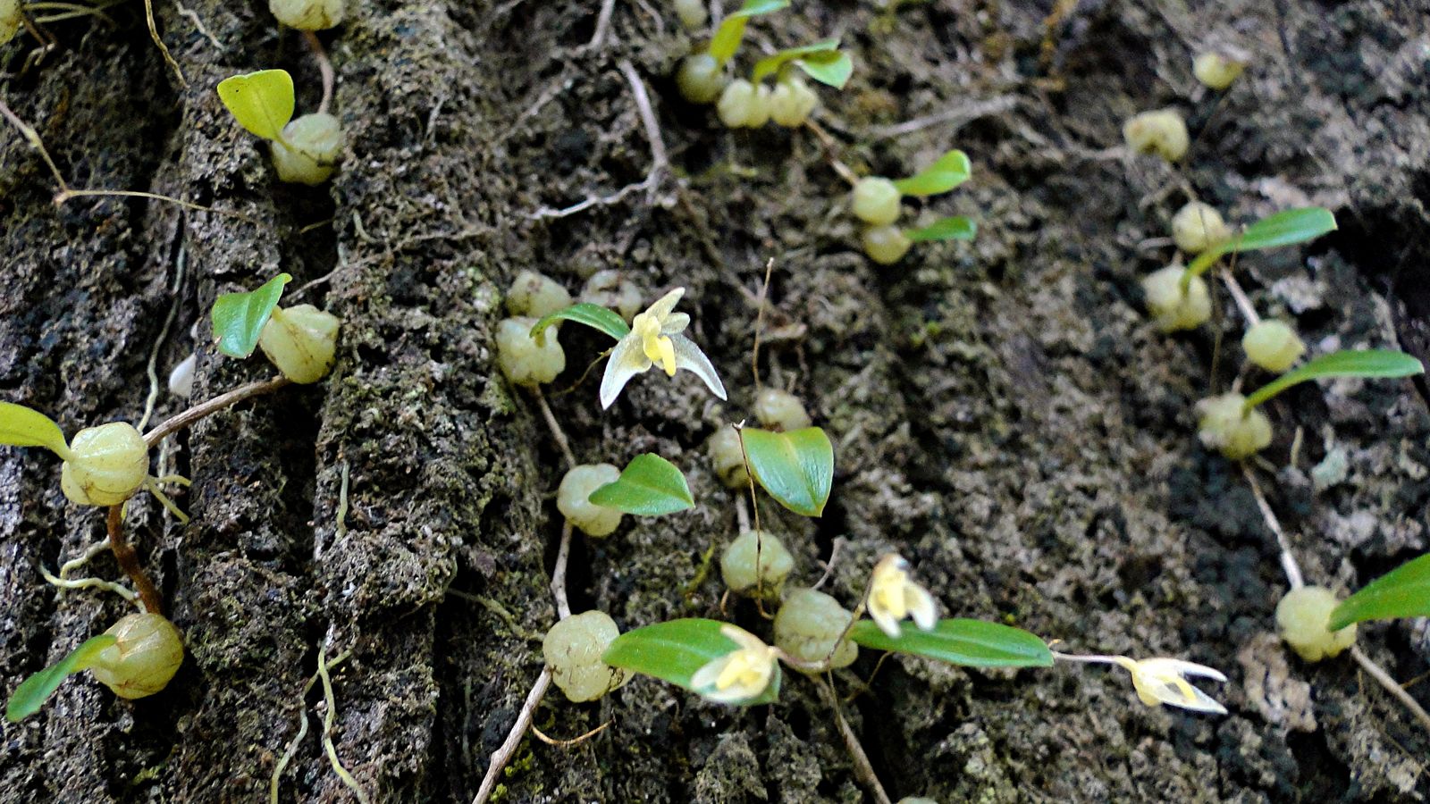 Tiny Strand Orchid