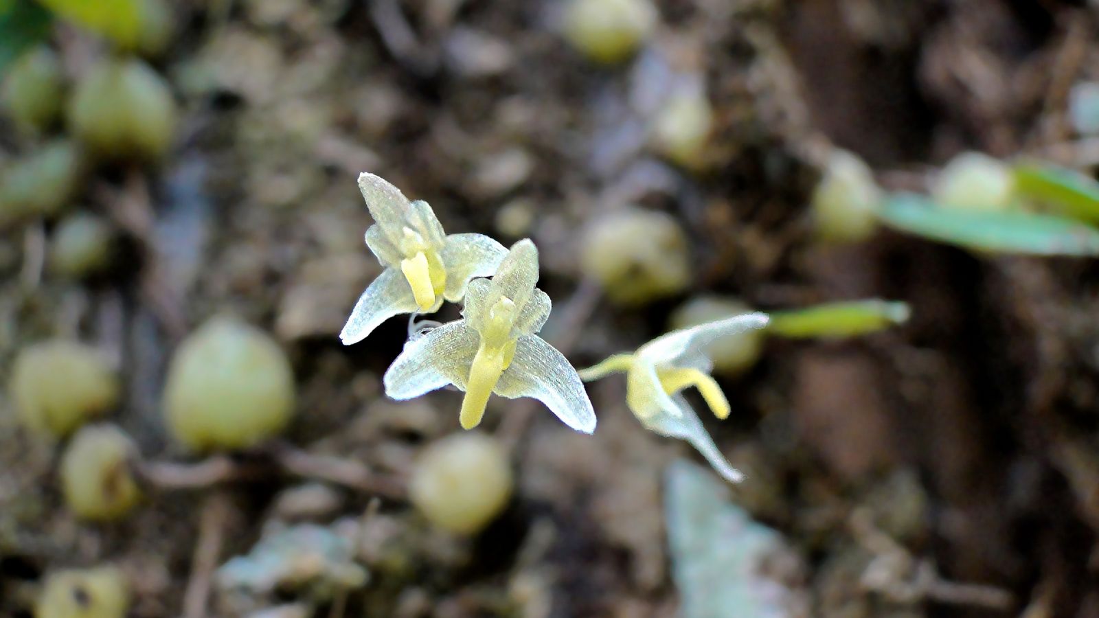 Tiny Strand Orchid