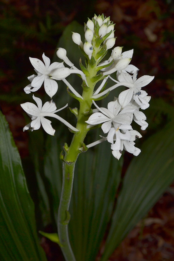 Christmas Orchid