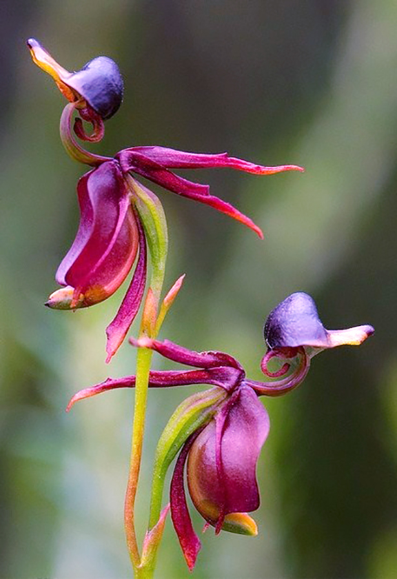 Flying Duck Orchid