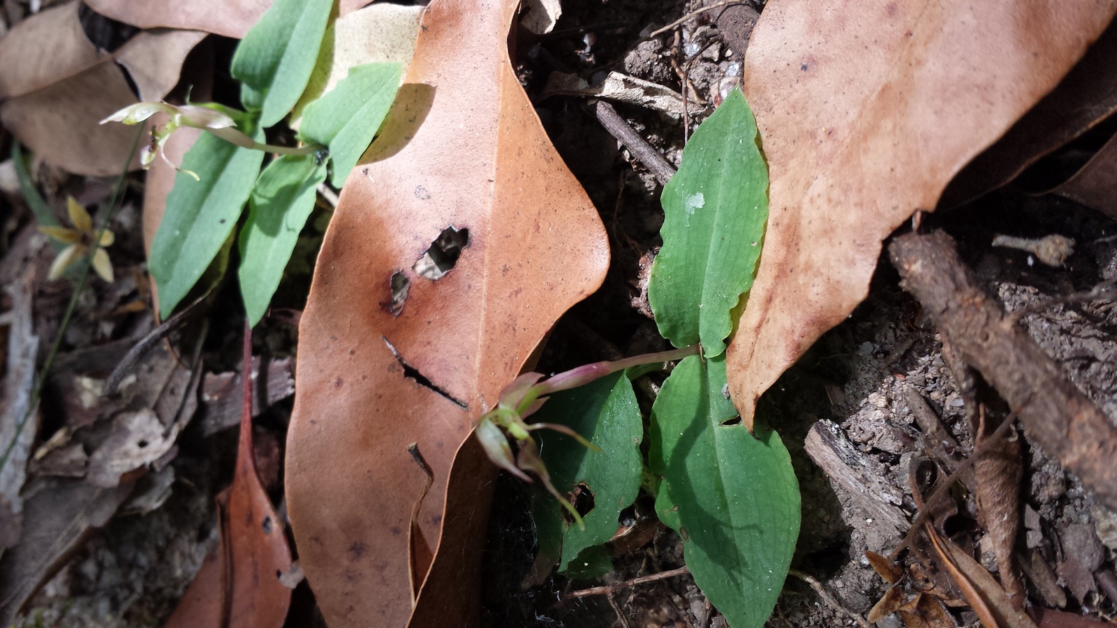 Small Wasp Orchid