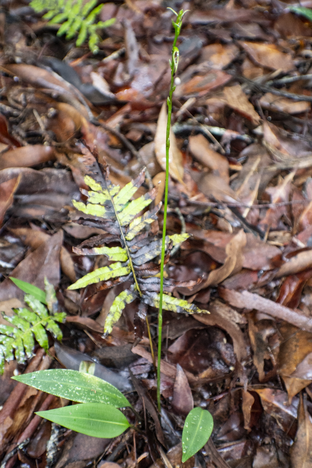 Small Tongue Orchid