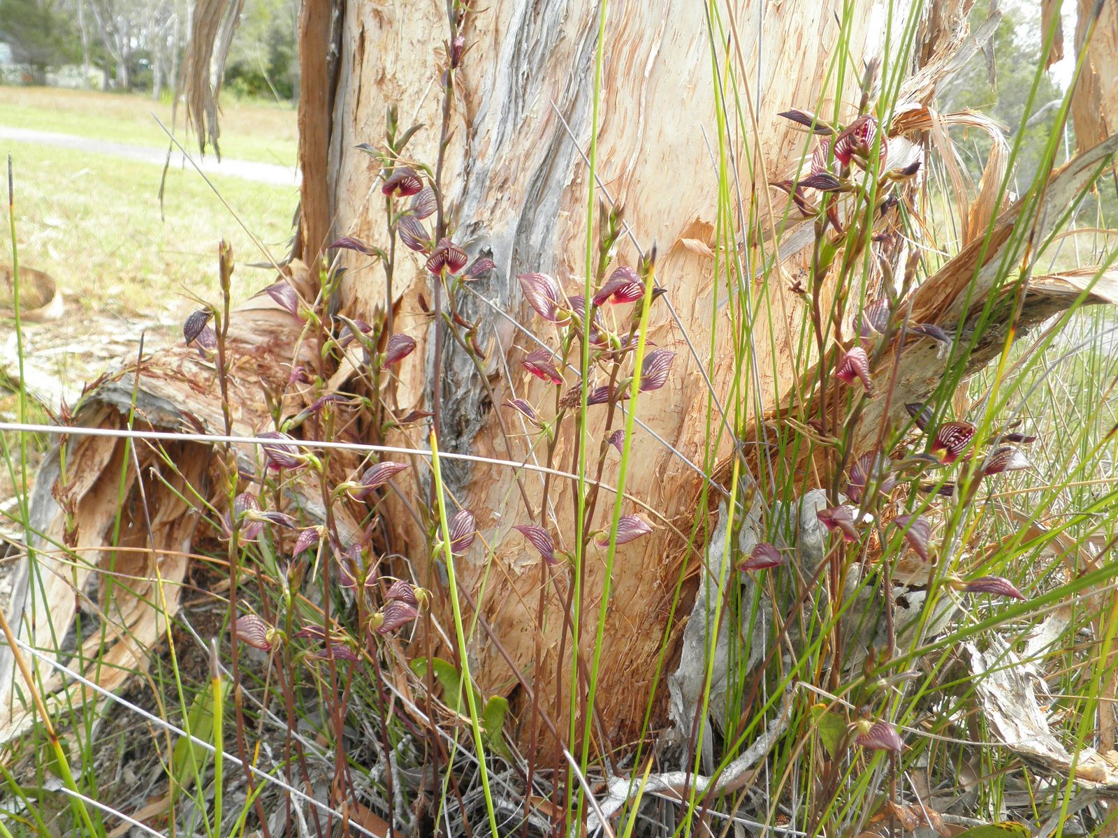 Bonnet Orchid