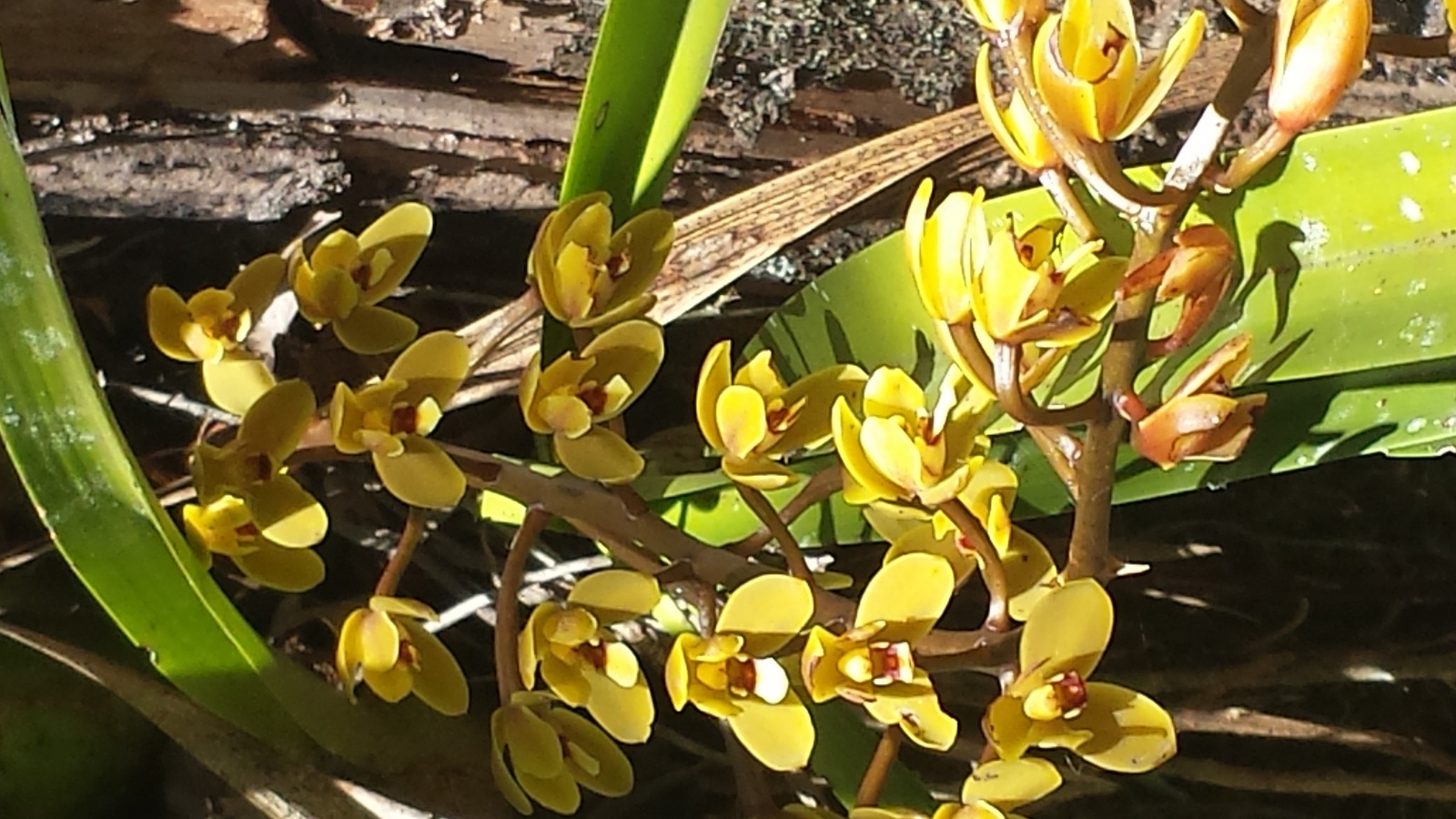 Giant Boat Lip Orchid