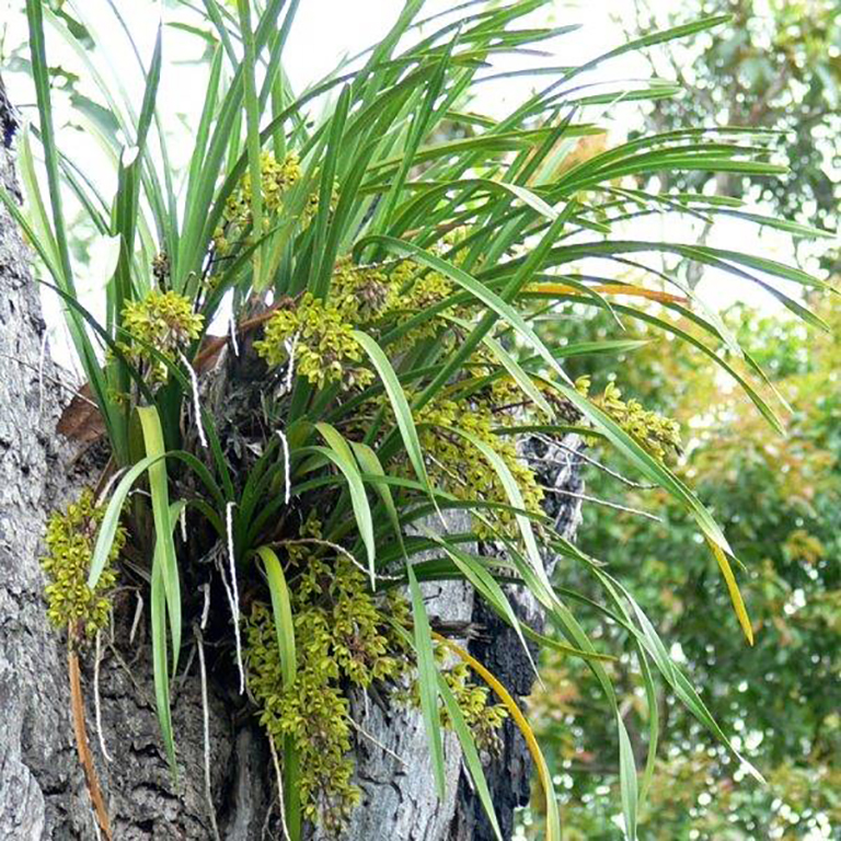 Snake Orchid