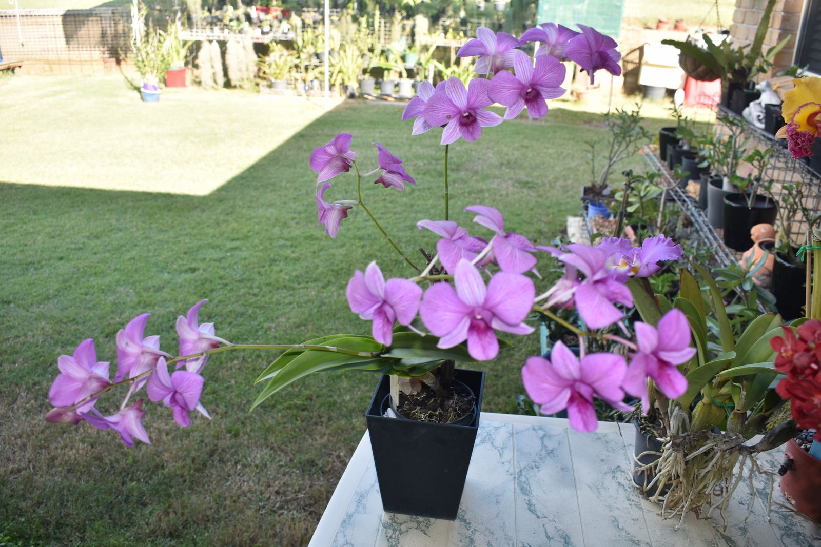 Dendrobium Kiliani Stripe