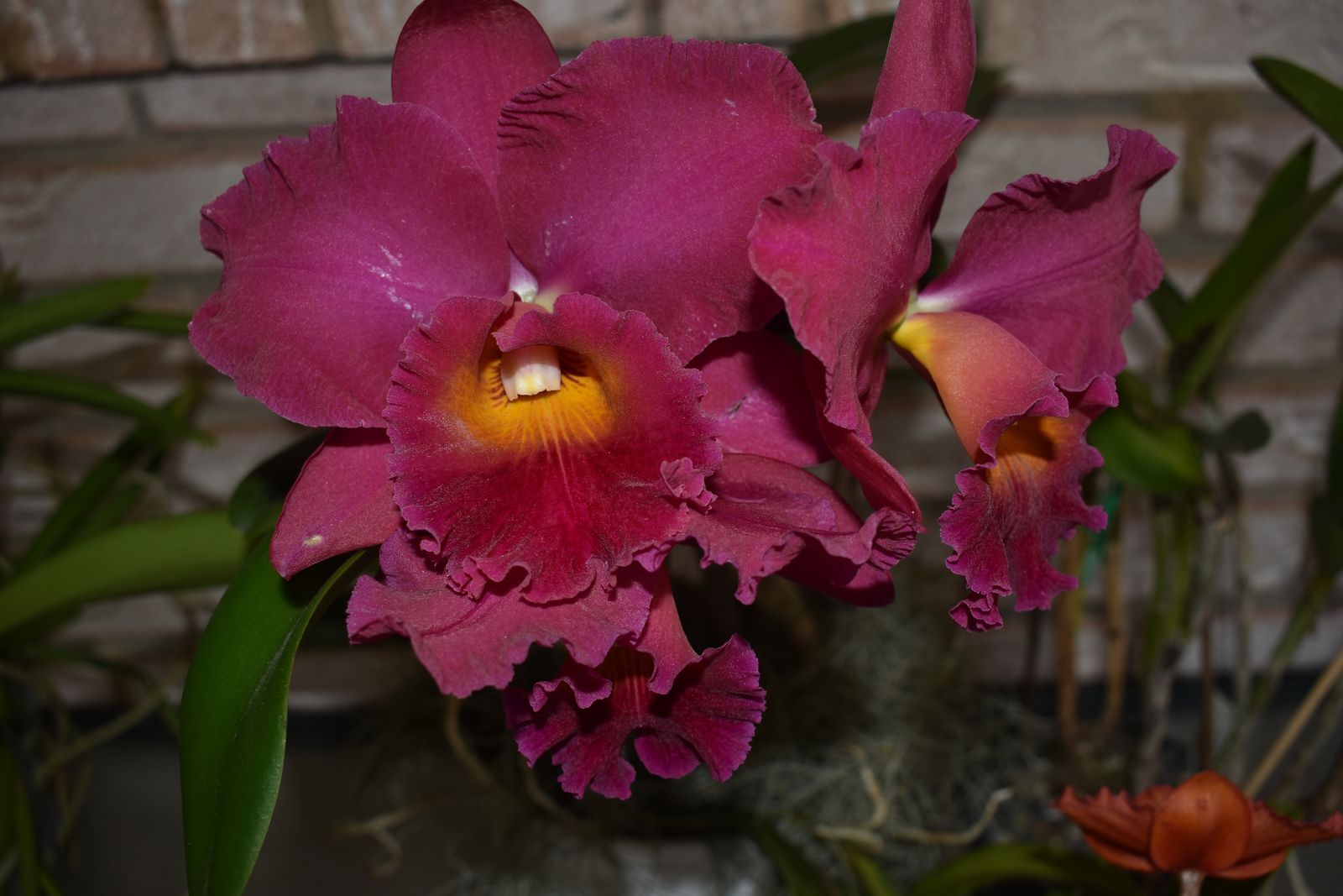 C. Goldenzelle &apos;High Noon&apos; X  Golden Canefields