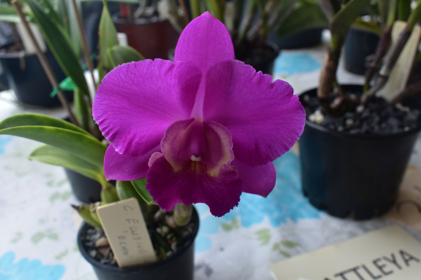 C. Aloha Case &apos;Echo&apos;