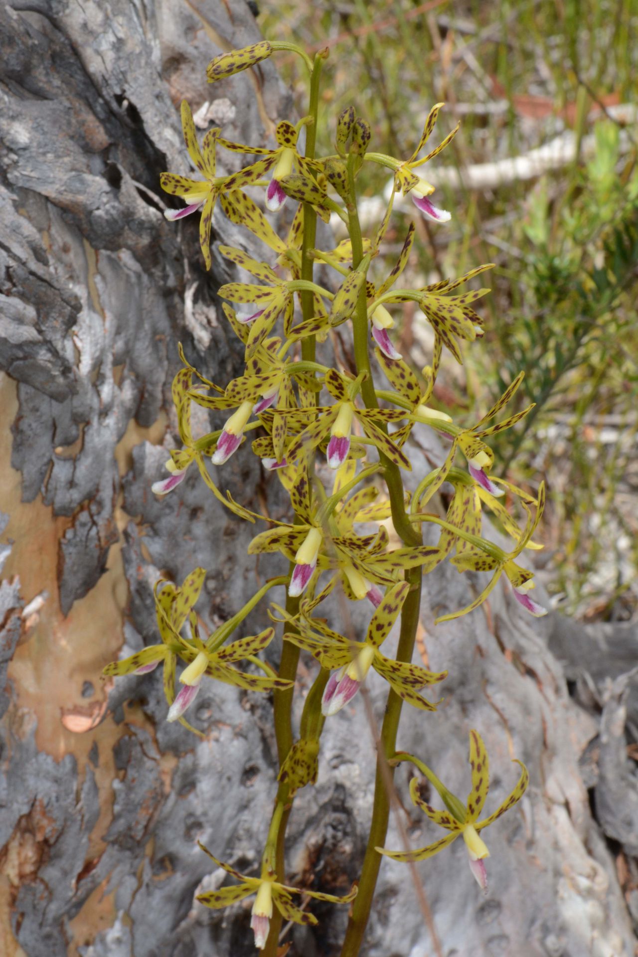 Hyacinth Orchid