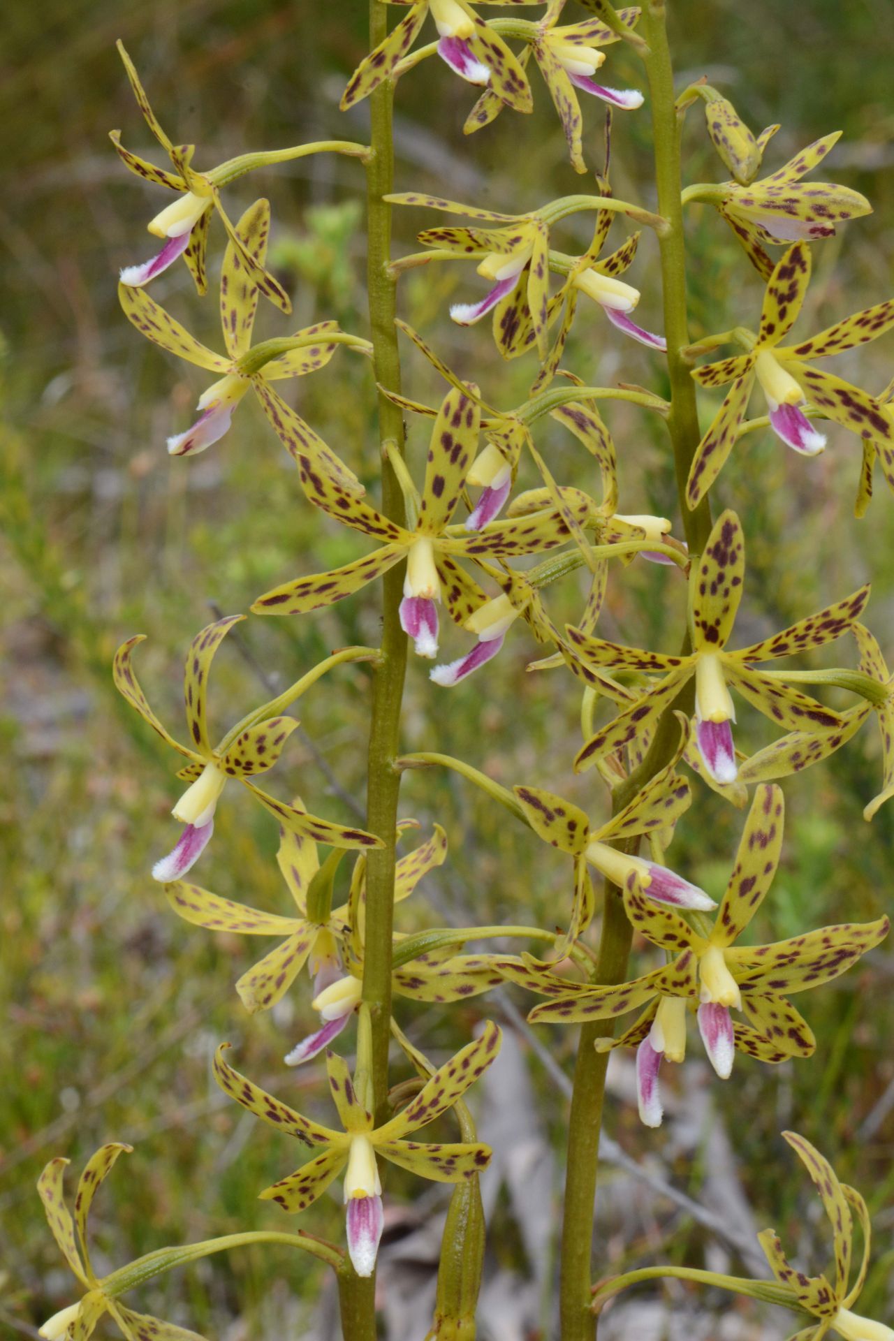 Hyacinth Orchid