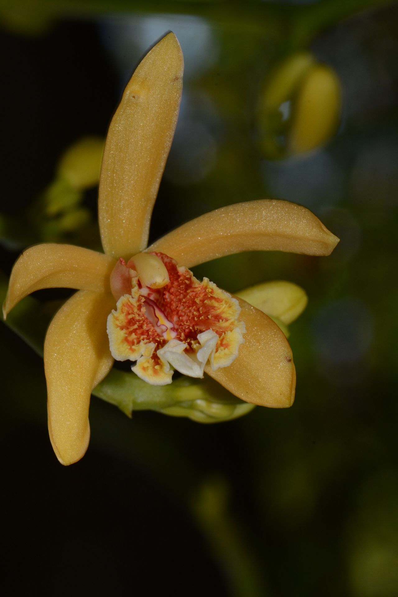 Pseudo-Vanilla Orchid