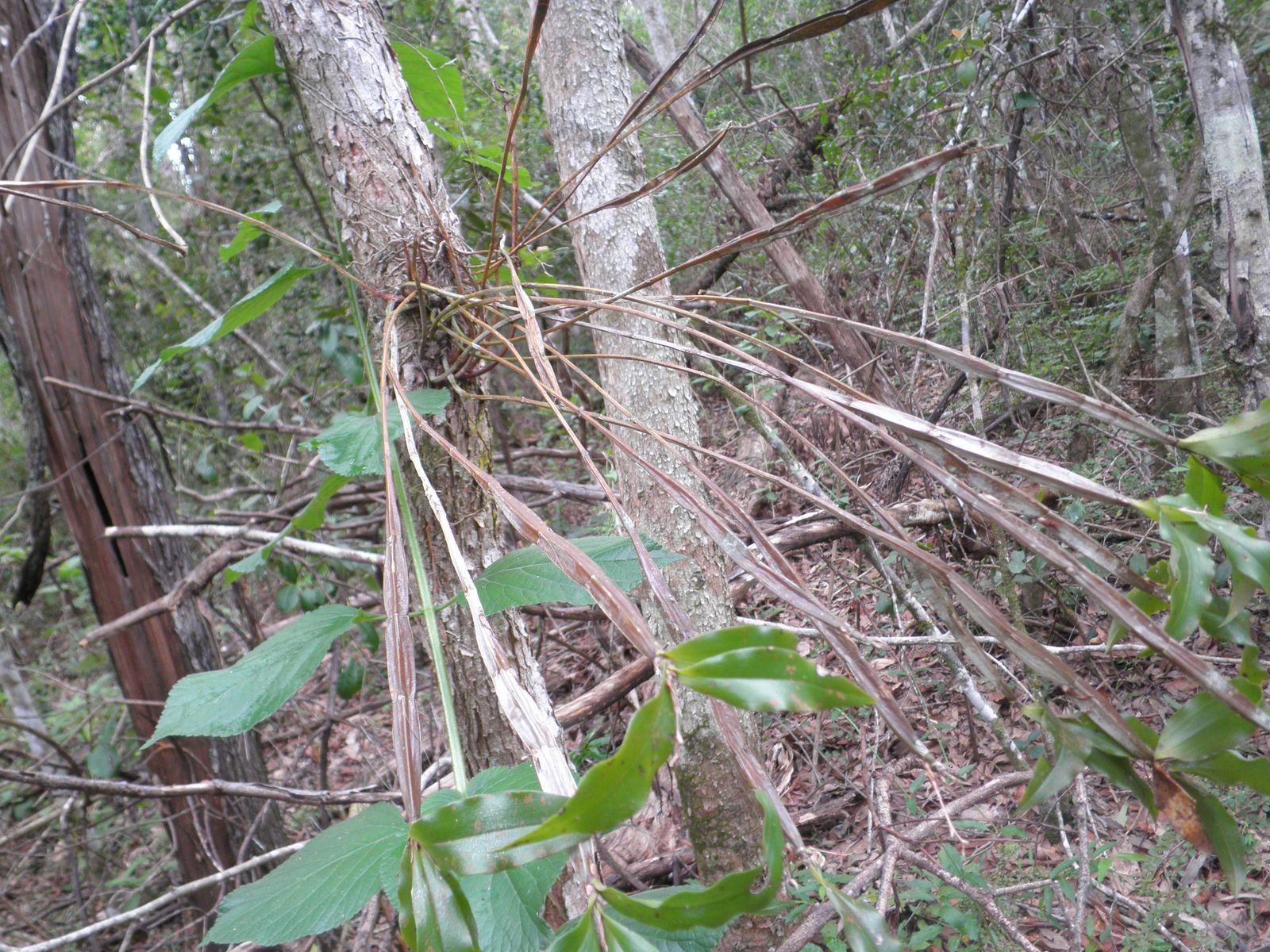 Spider Orchid