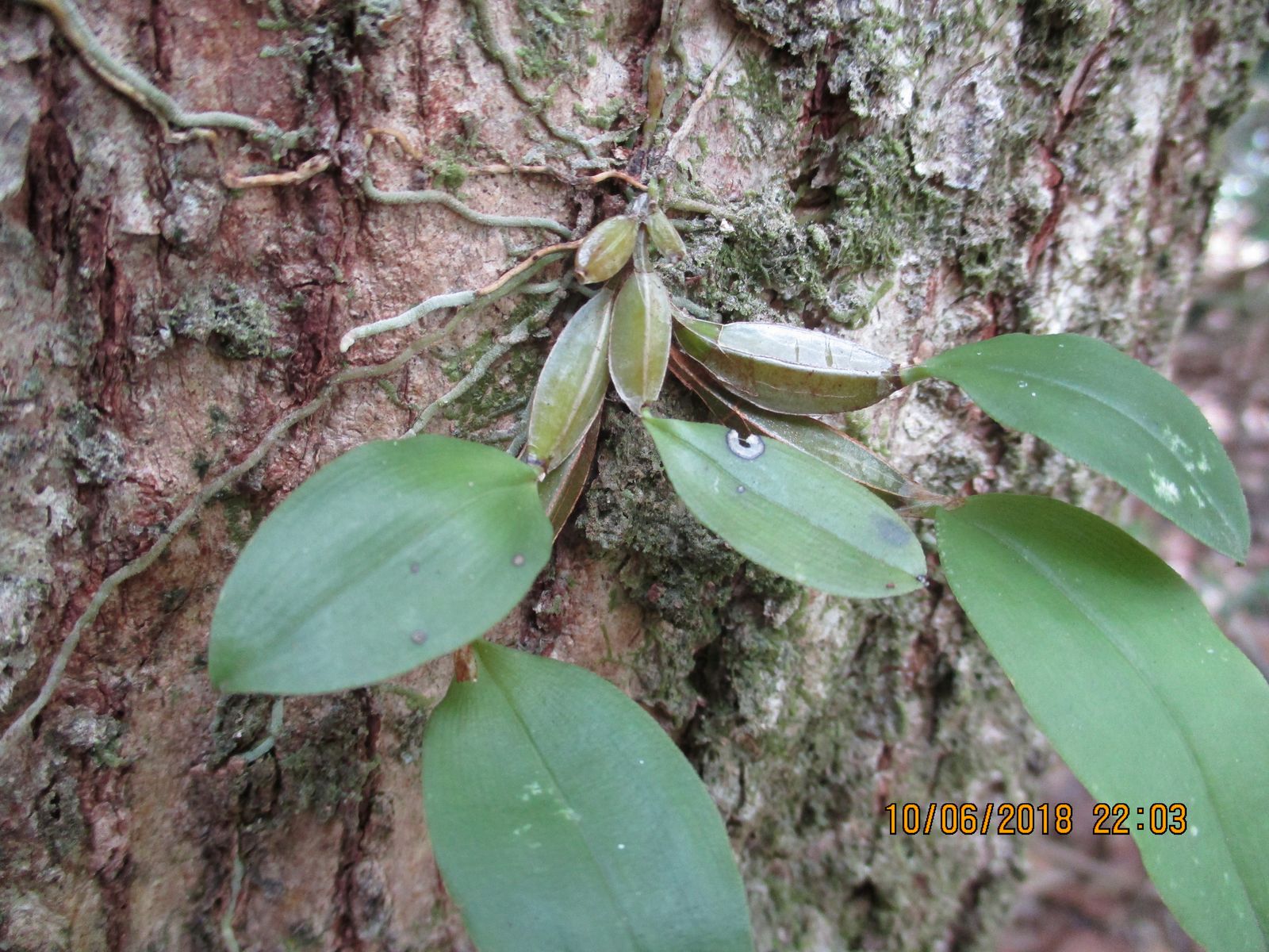 Spider Orchid