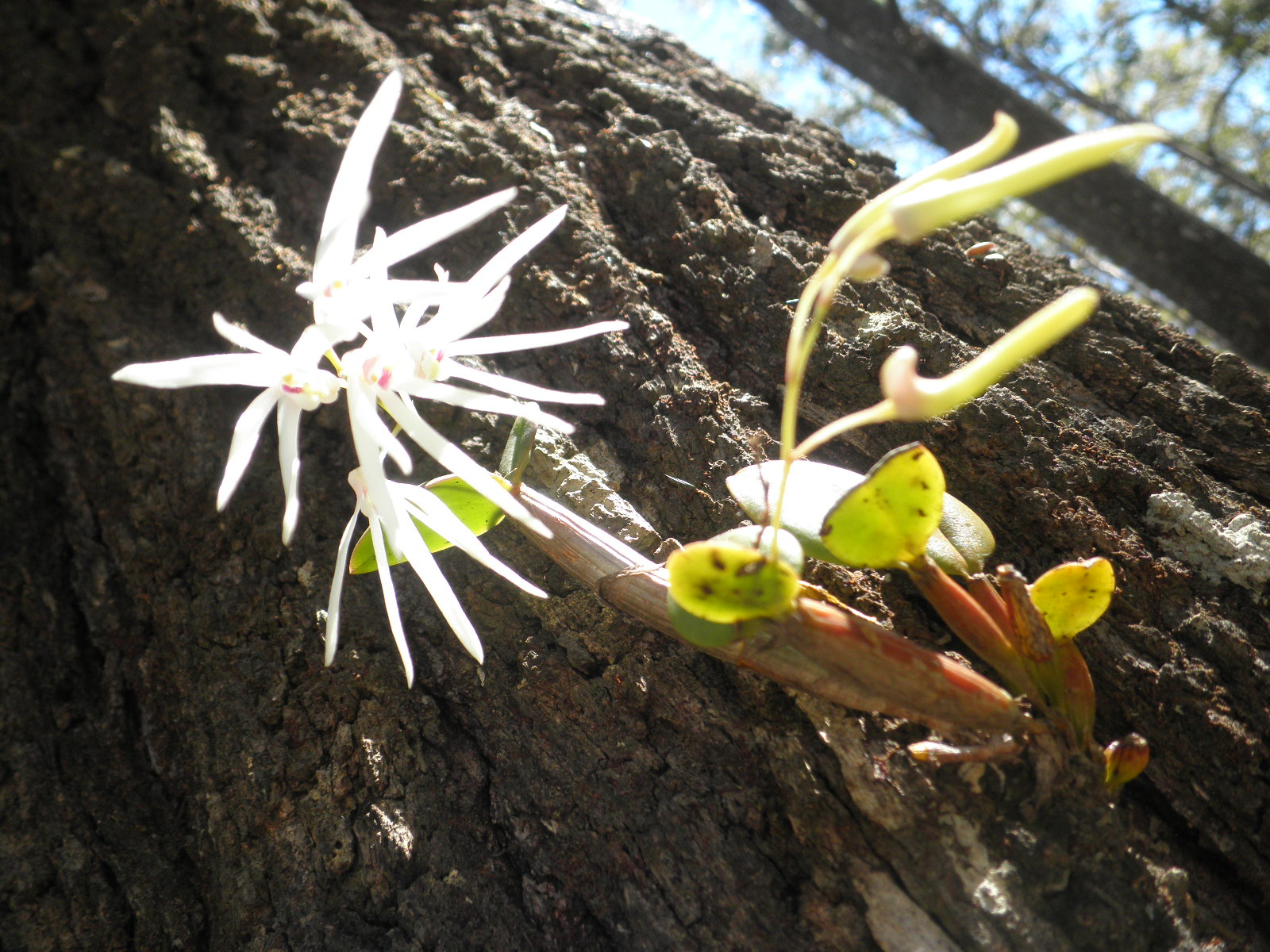 Iron Bark Orchid / White Feather Orchid