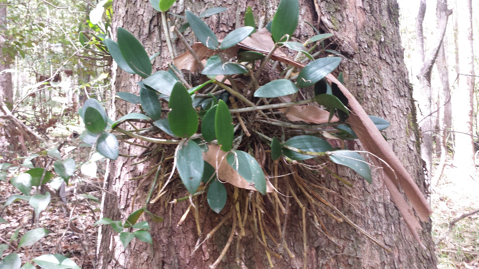 Iron Bark Orchid