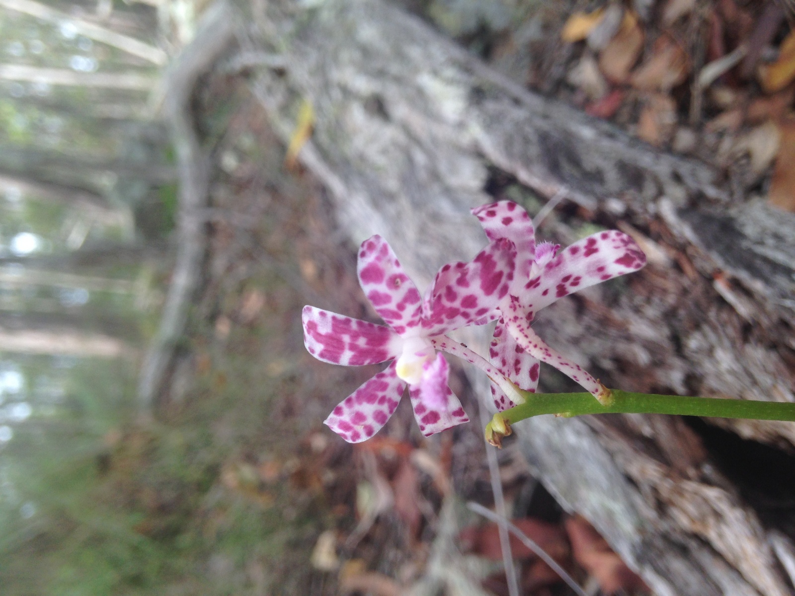 Hyacinth Orchid