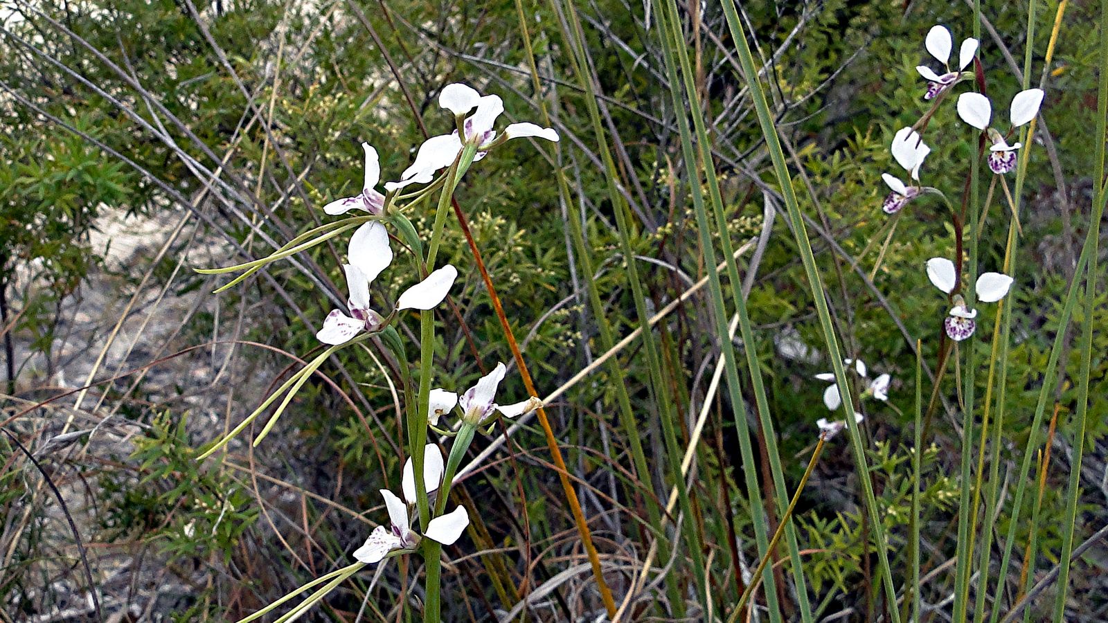 White Donkey Orchid