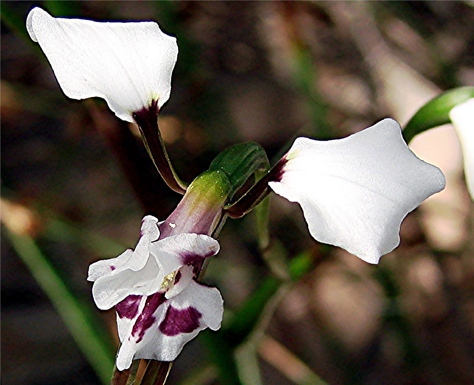 White Donkey Orchid