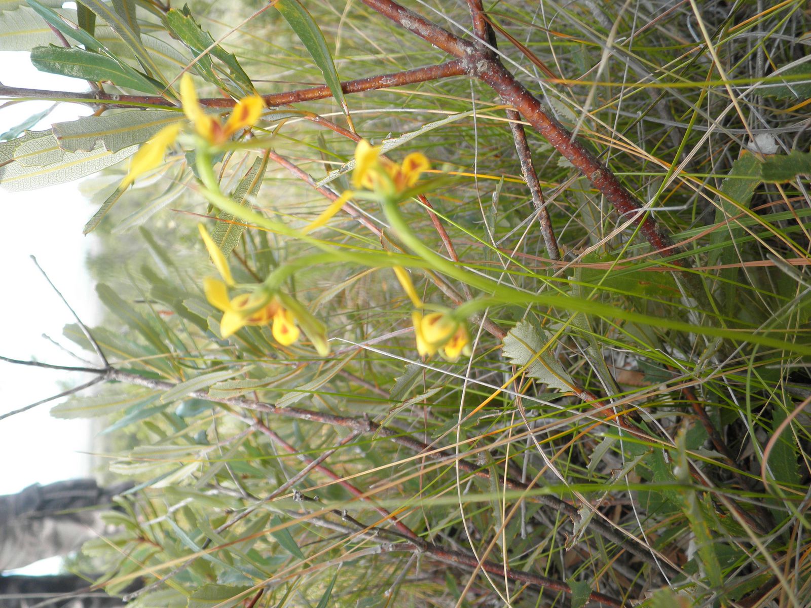 Yellow Donkey Orchid