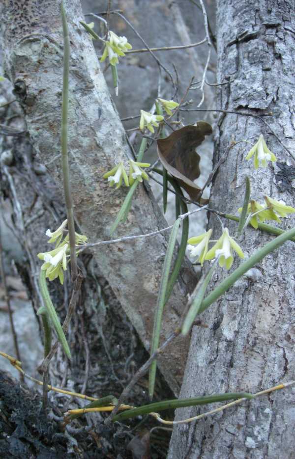 Straggly Pencil Orchid