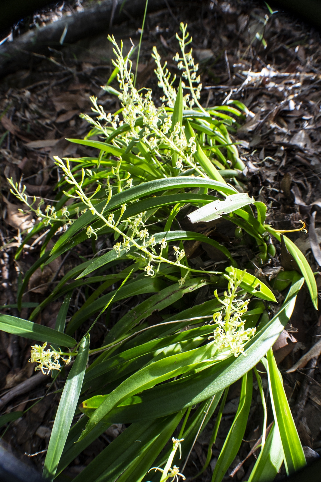 Northern Tom Cats Orchid