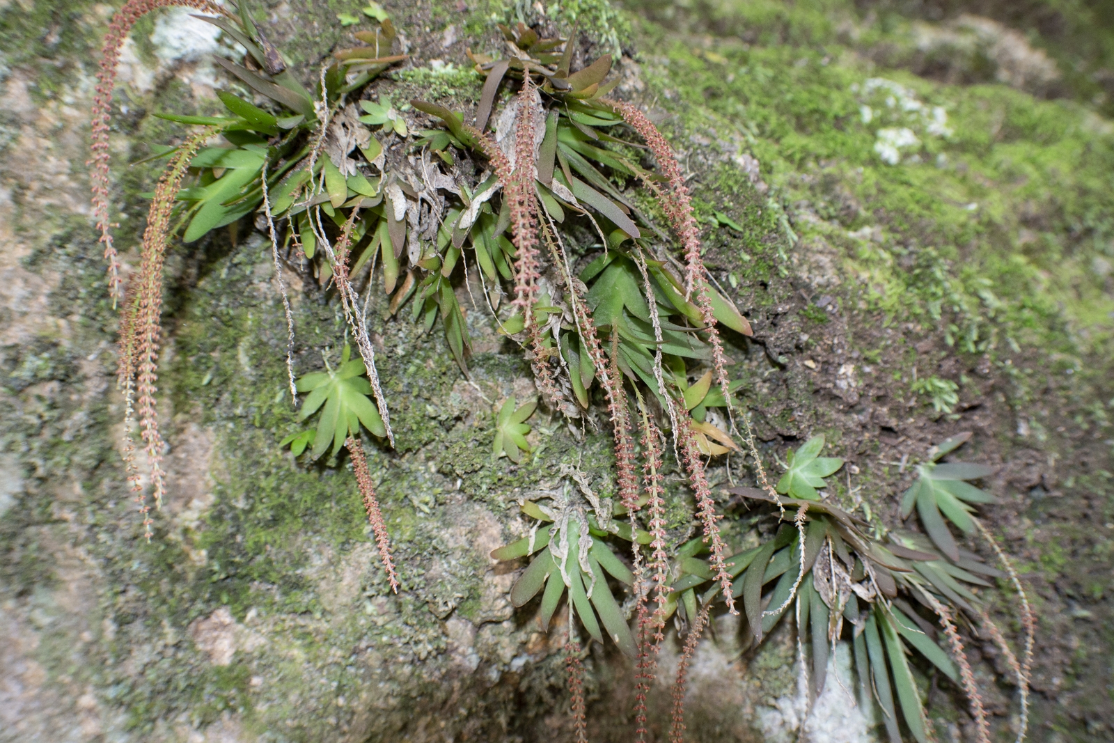 King of the Faeries Orchid