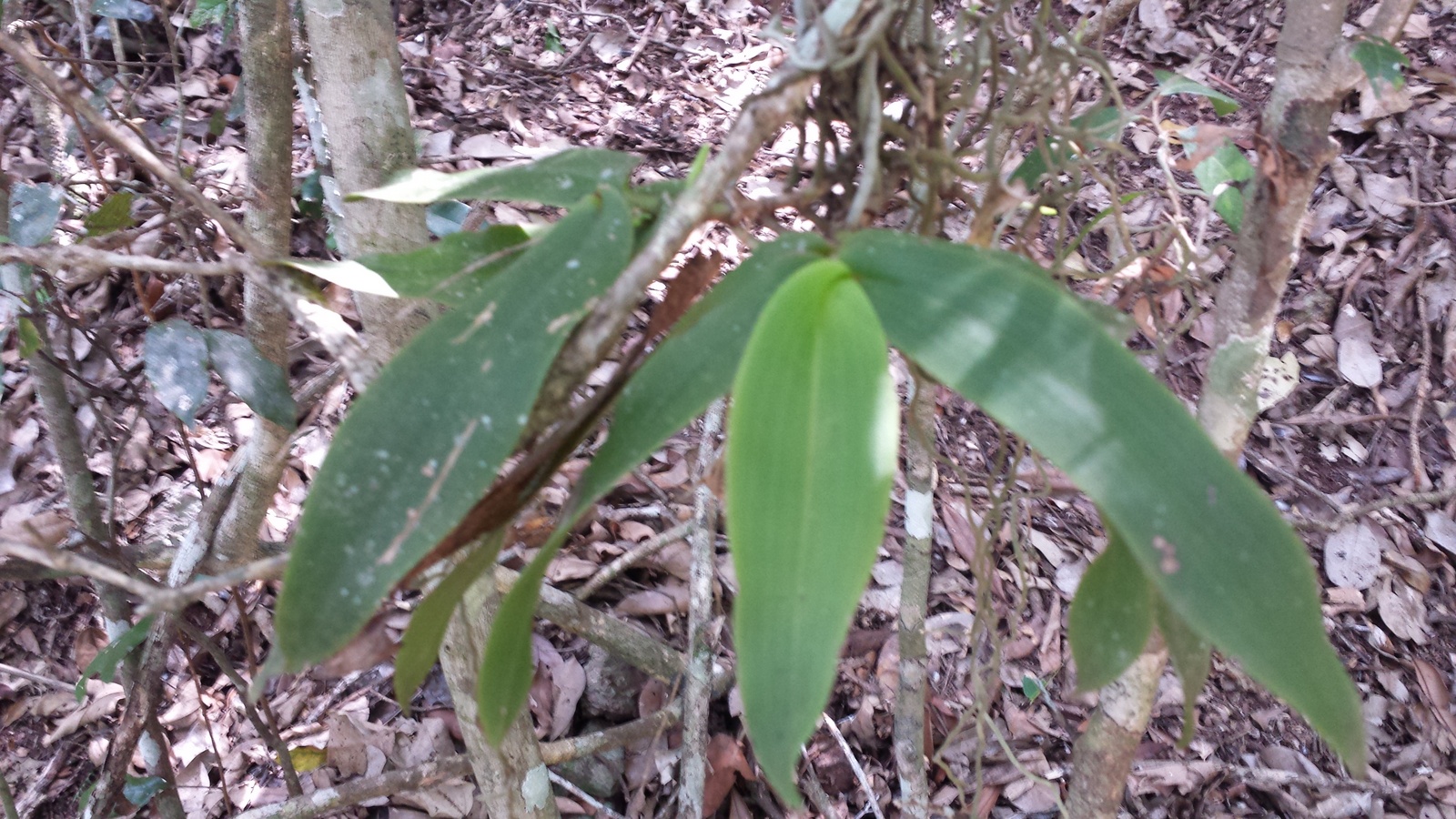 Brown Fairy-Chain Orchid