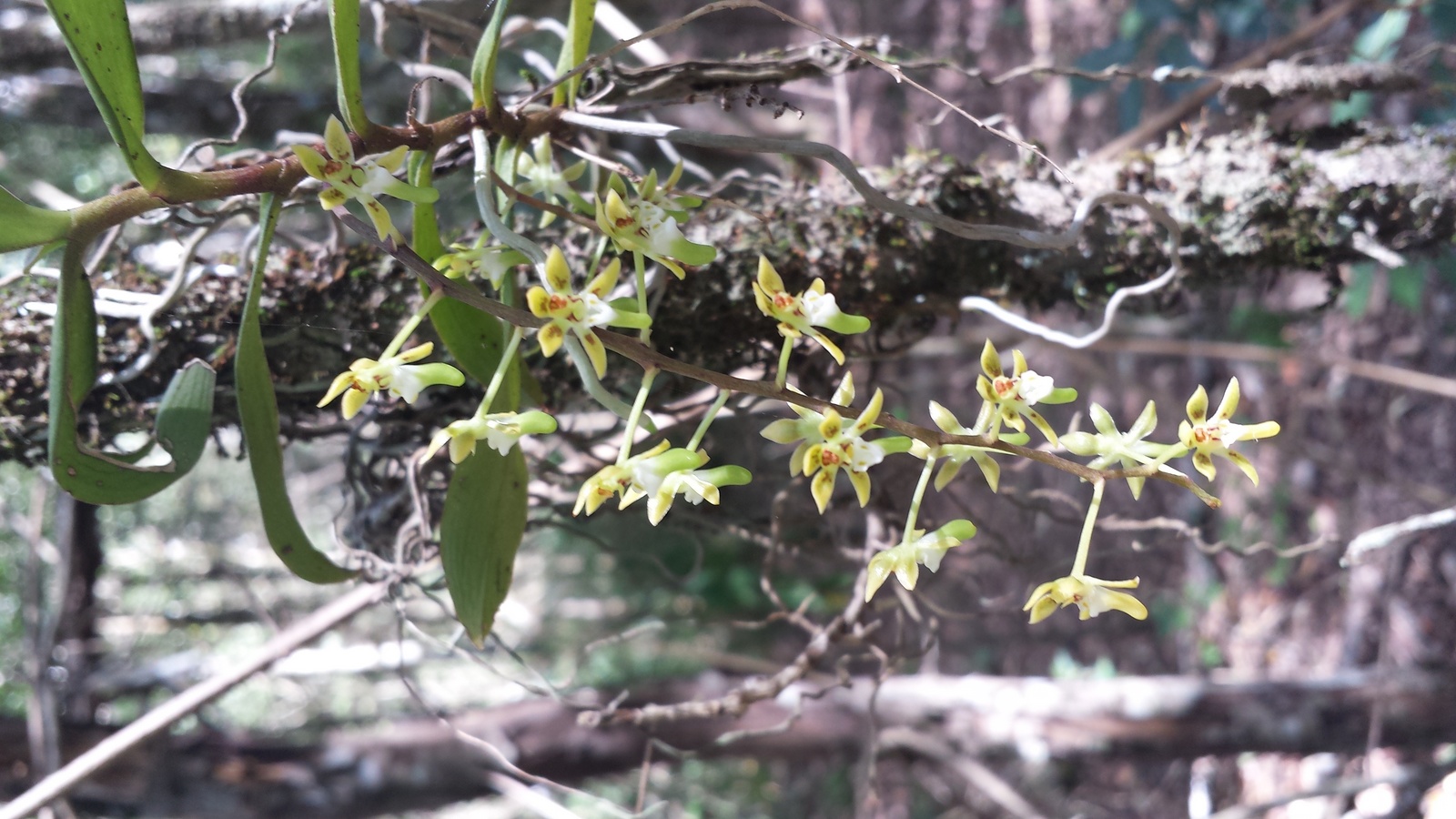 Small Tangle Orchid