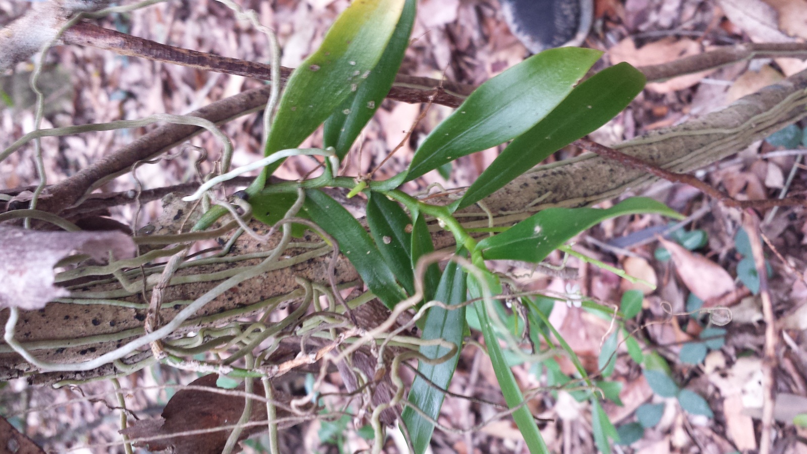 Small Tangle Orchid