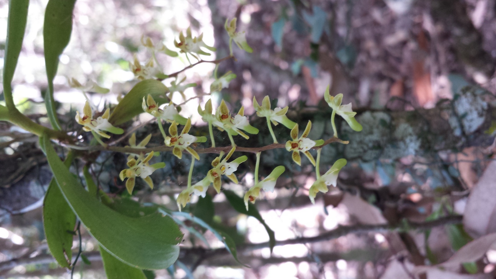 Small Tangle Orchid