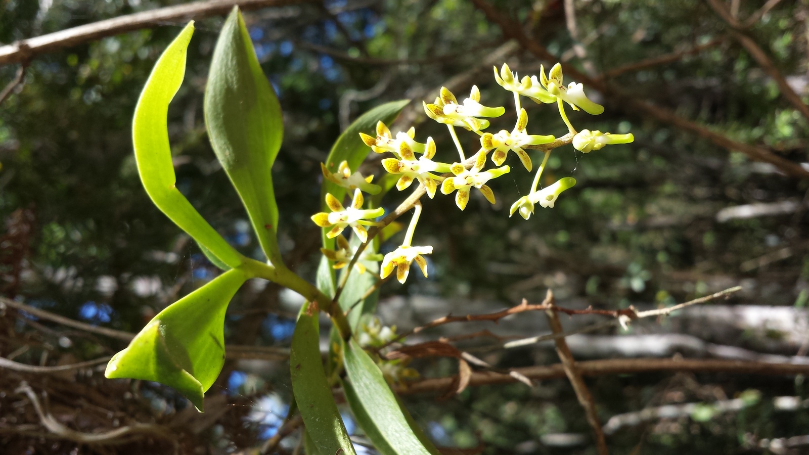 Small Tangle Orchid