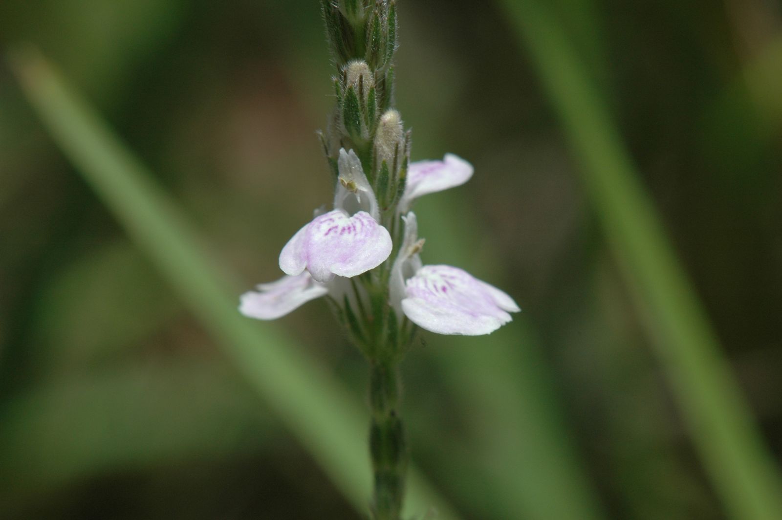 Leek Orchid