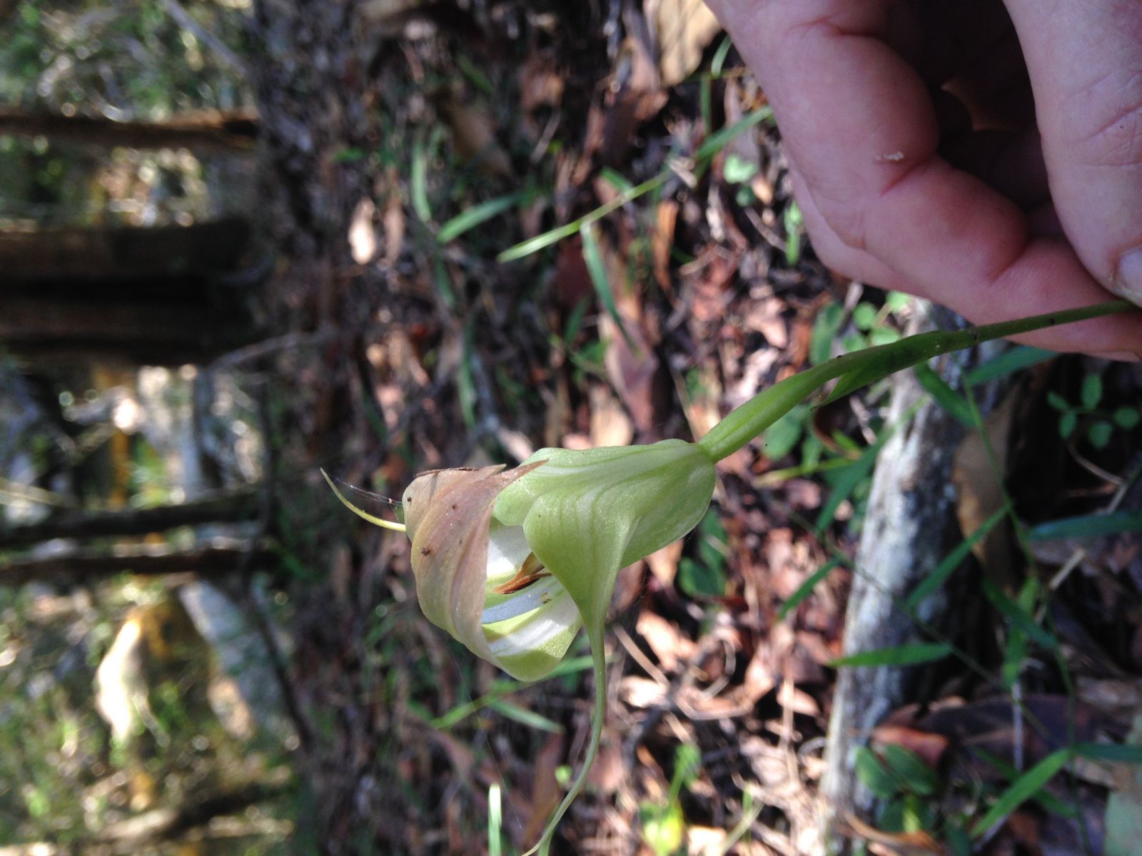 King Green Hood Orchid