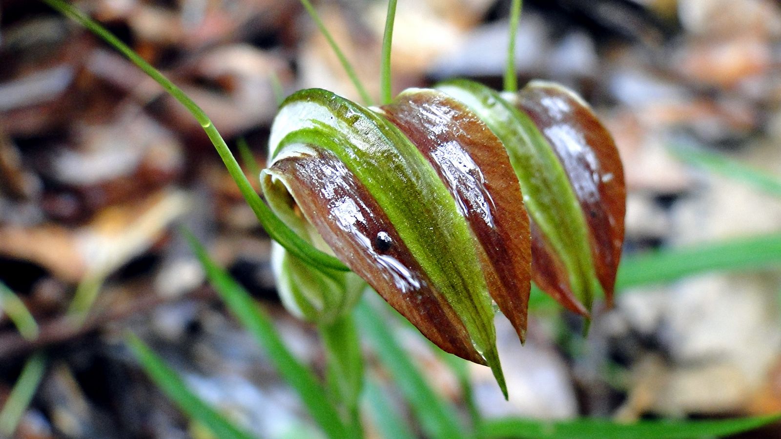 Cobra Green Hood Orchid