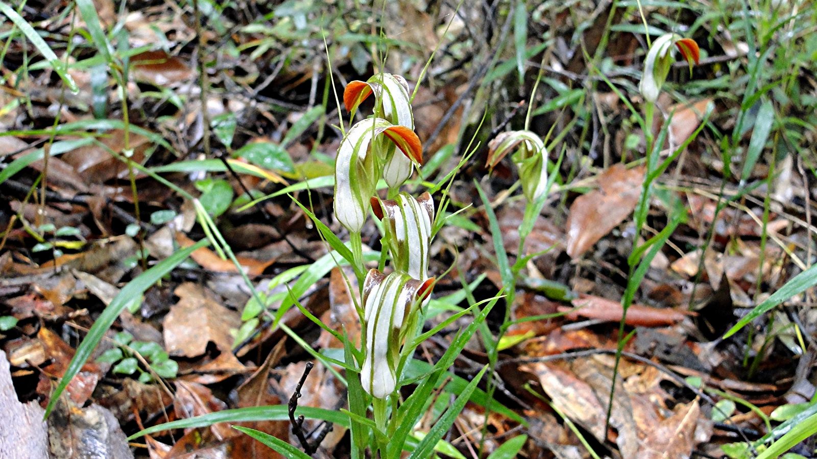 Cobra Green Hood Orchid