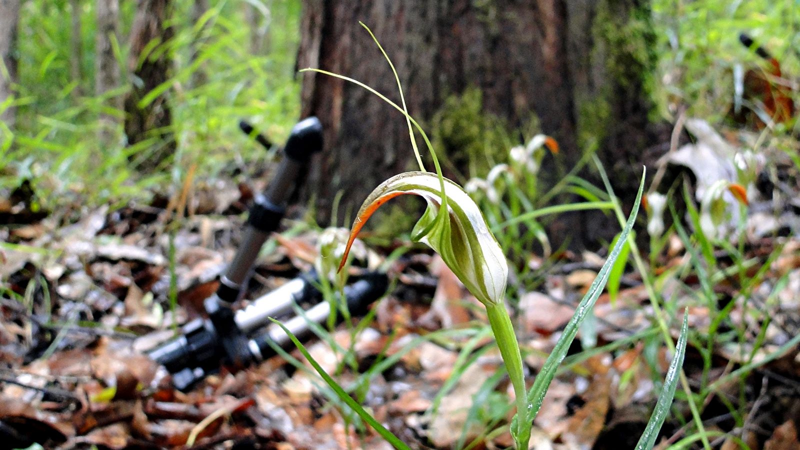 Cobra Greenhood Orchid