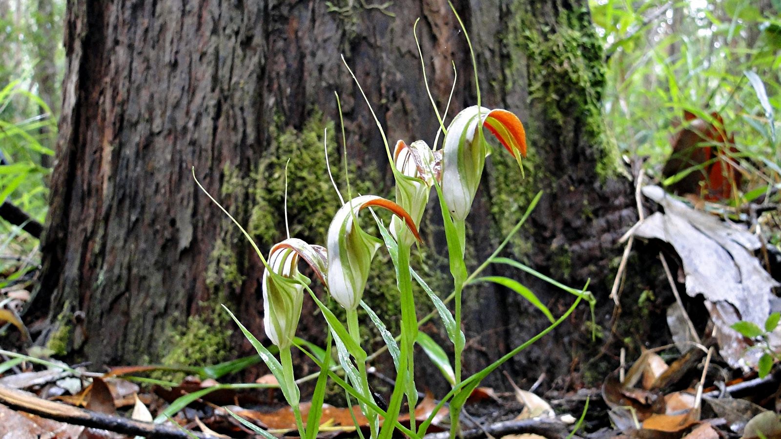 Cobra Green Hood Orchid