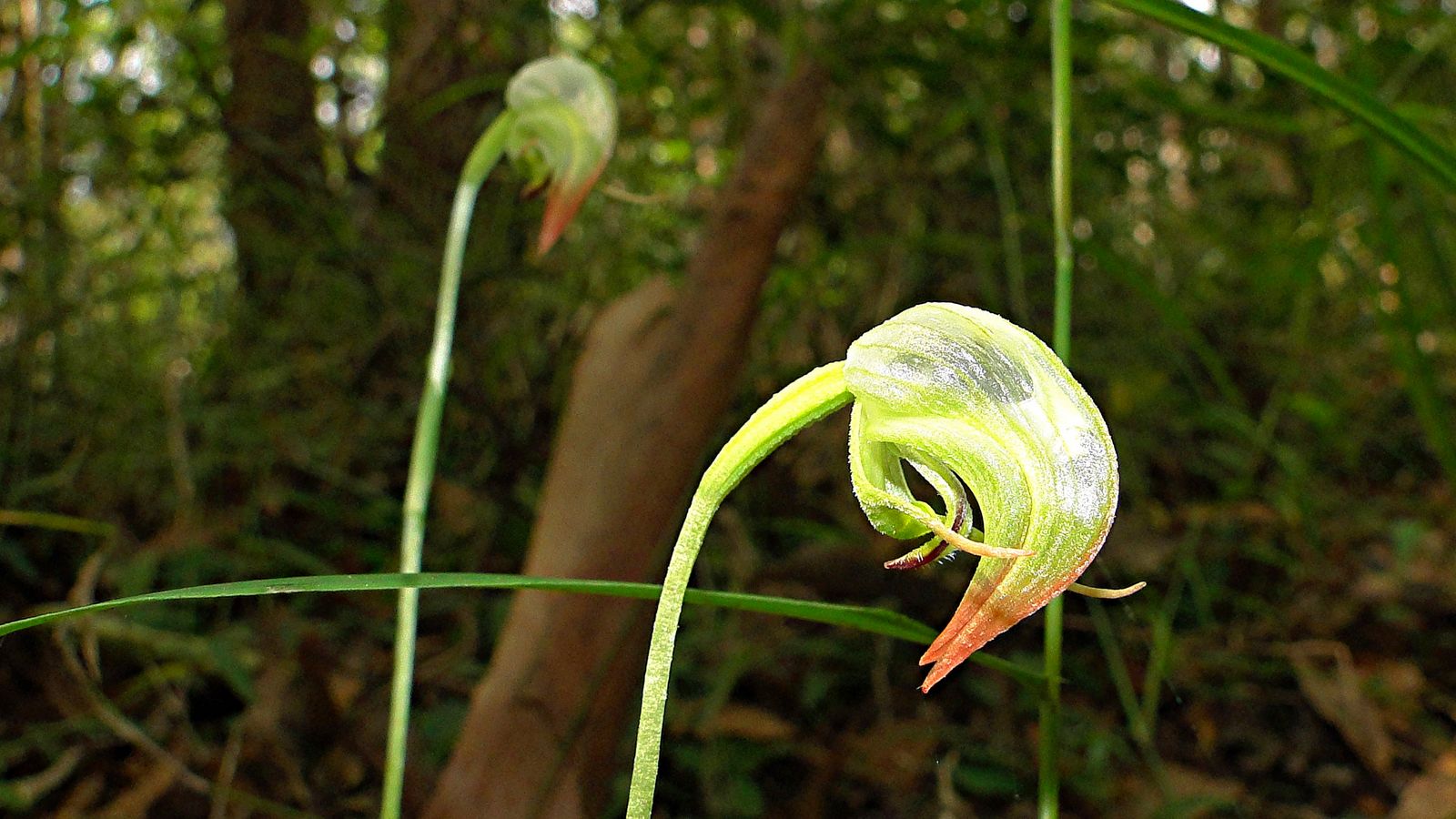 Nodding Green Hood Orchid