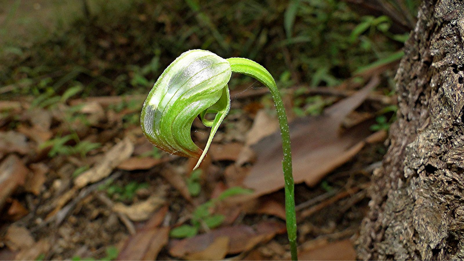 Nodding Green Hood Orchid