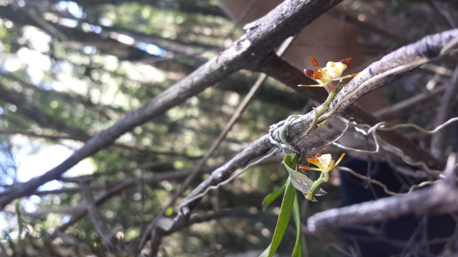 Brown Butterfly Orchid