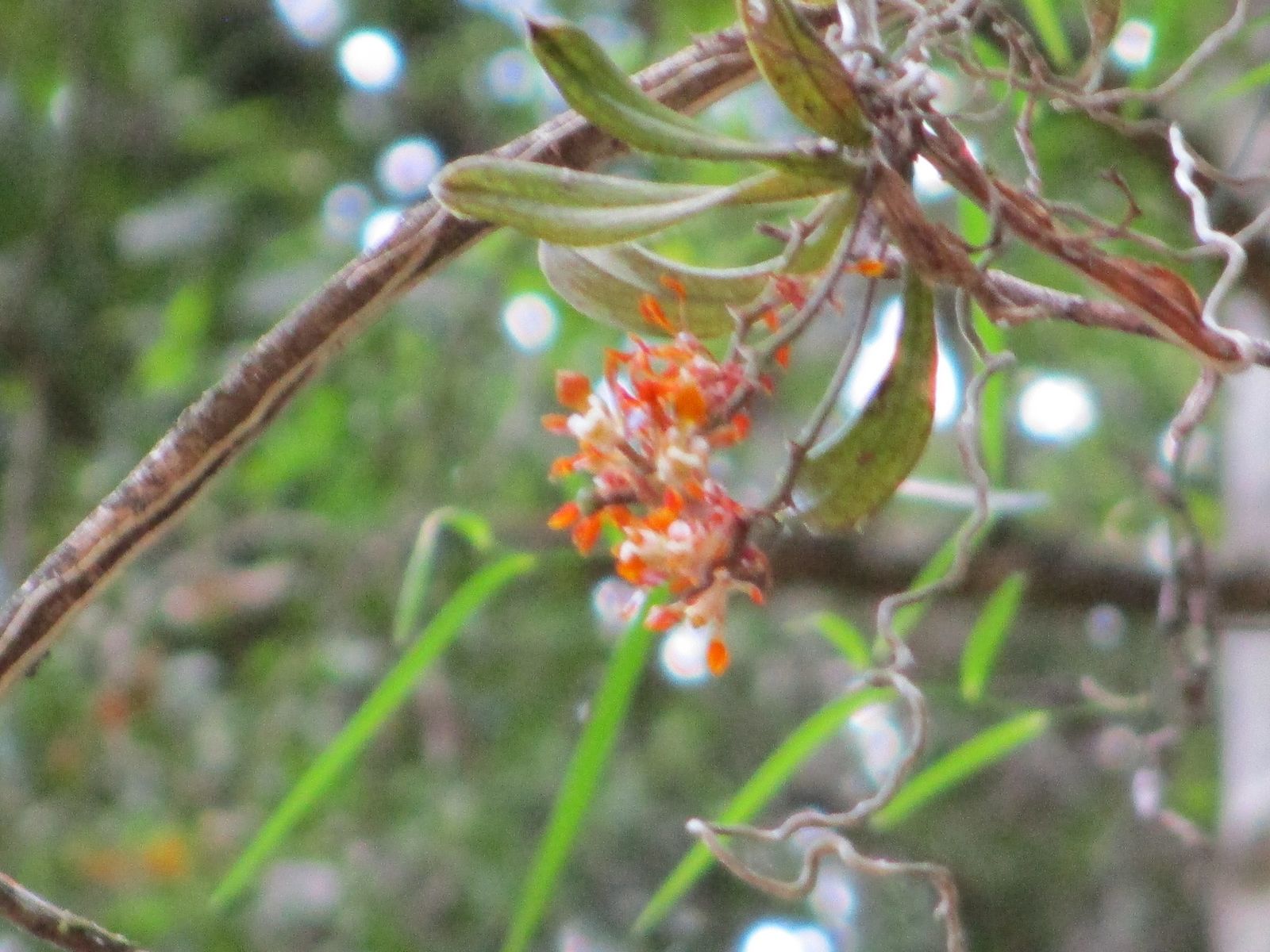 Brown Butterfly Orchid