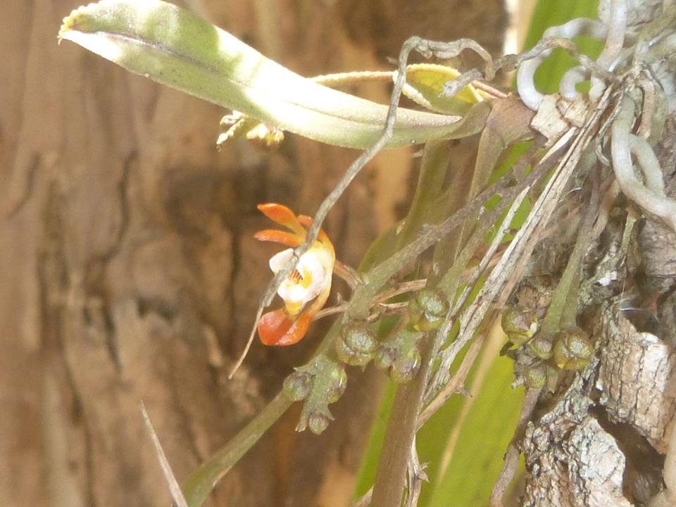 Brown Butterfly Orchid