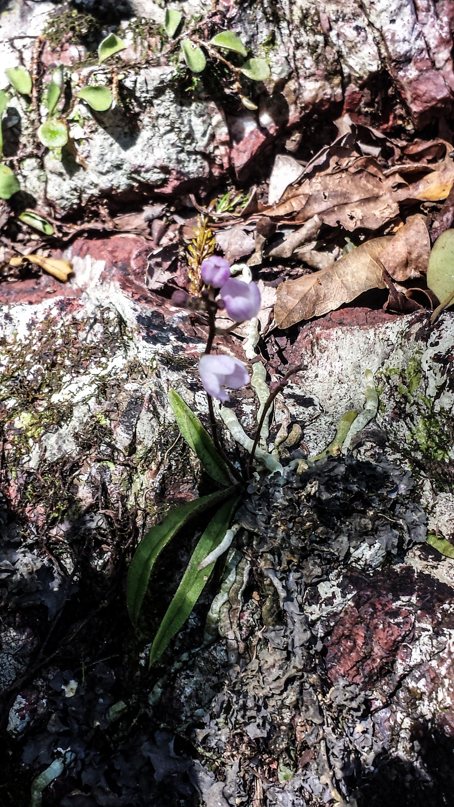 Fairy Bells Orchid