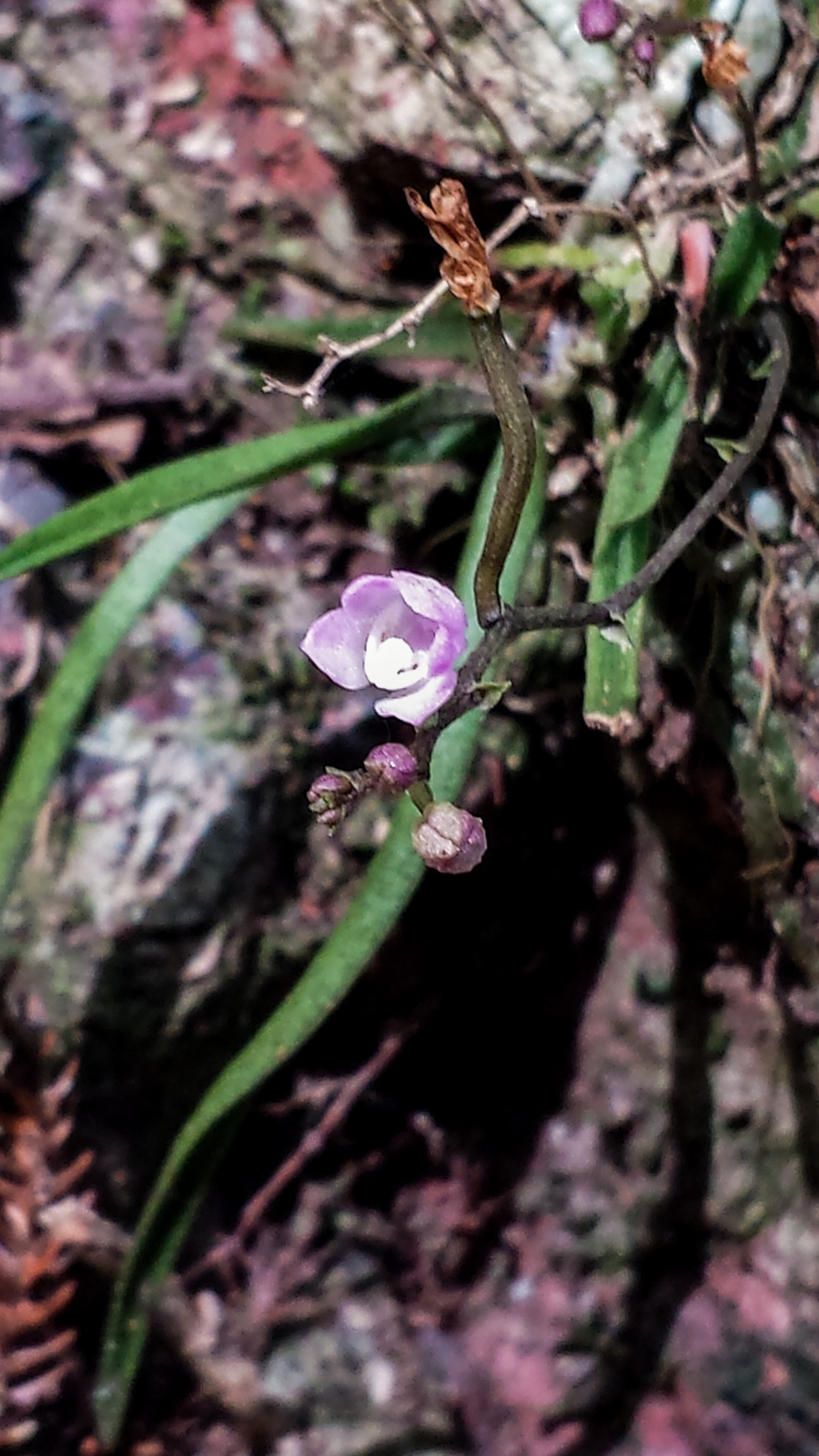 Fairy Bells Orchid