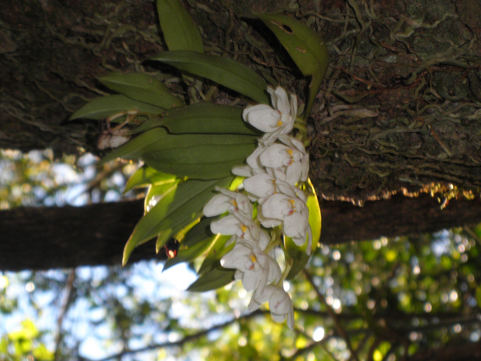 Orange Blossom Orchid