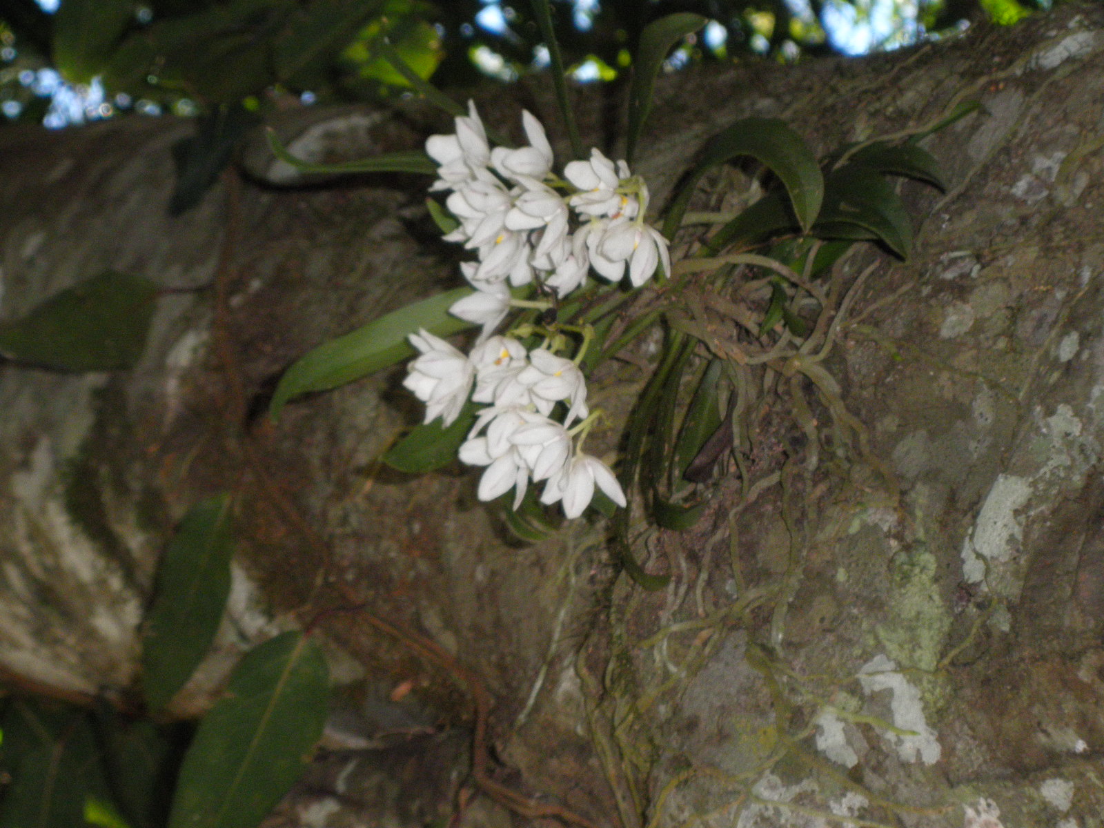 Orange Blossom Orchid