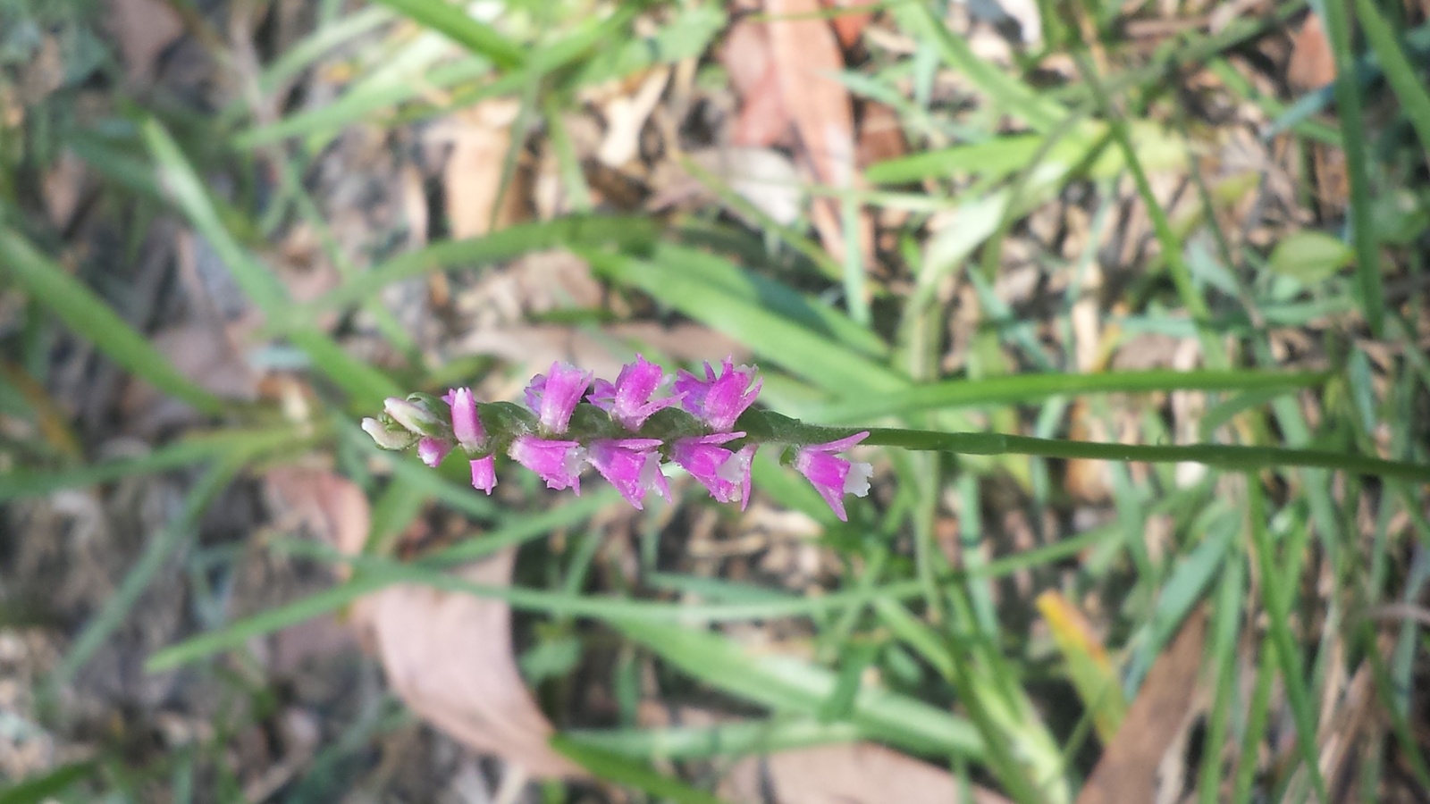 Ladies&apos; Tresses Orchid