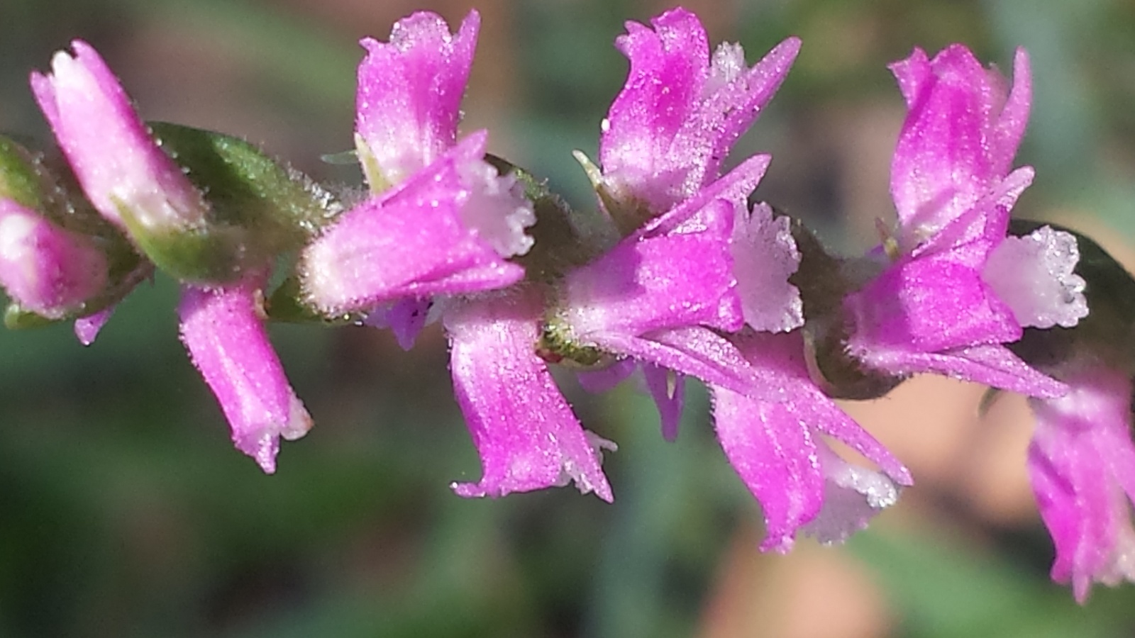 Ladies&apos; Tresses Orchid