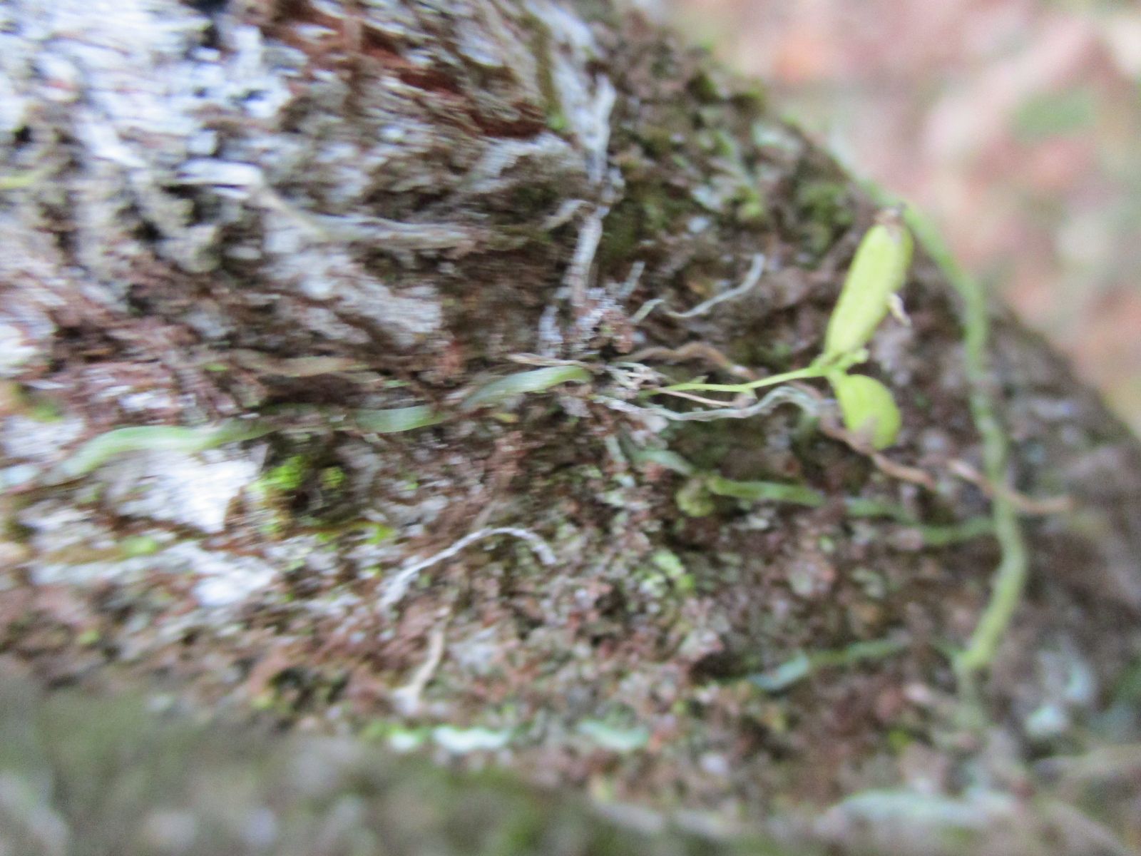 Chain Ribbon Root